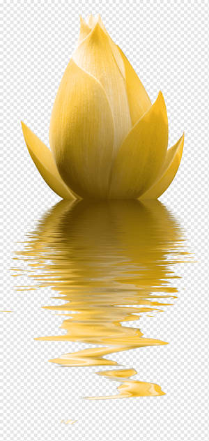 金色蓮花蕾在水中的倒影