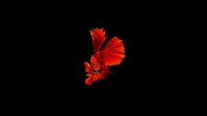 一條紅色鬥魚，帶有流動的魚鰭，在黑色背景上。
