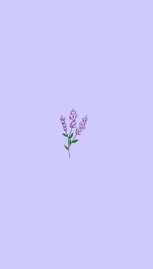 淺紫色背景上的一朵小薰衣草花朵插圖。
