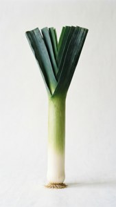 一整棵新鮮的韭蔥，帶有綠色葉片和白色球莖，置於白色背景上。