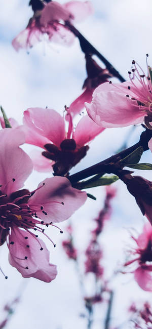 粉紅桃花在柔和藍天下盛開。 — Galaxy S25 Edge 壁紙