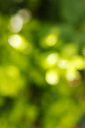 陽光穿過樹葉產生的發光綠色散景 — 淺綠色美學動態圖 壁紙