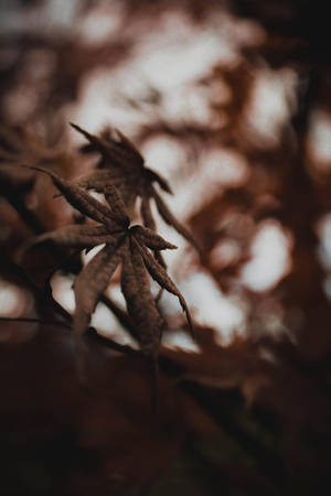乾燥楓葉對焦，模糊秋日背景