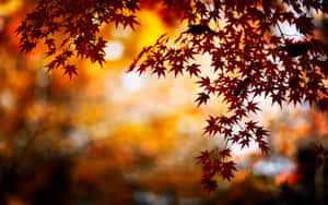 紅色楓葉在金色模糊背景上 — 秋天 壁紙