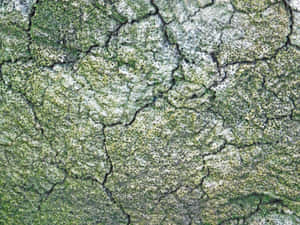 龜裂的地表覆蓋著綠色苔蘚和白色地衣圖案 — 植物 壁紙