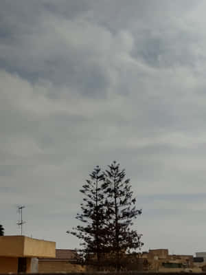 一棵高大的樹木剪影映襯著多雲的天空，下方是帶有天線的米色建築