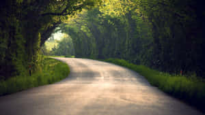 蜿蜒的道路穿過綠色森林隧道，陽光透過樹木灑落。