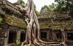 古老寺廟遺跡被大自然以巨樹根和苔蘚重新佔據。