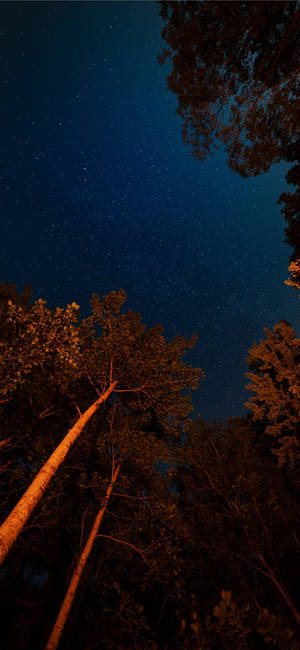 高大的樹木框住了星空夜空，散發著溫暖的橙色光芒。