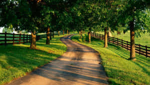 樹木成蔭的蜿蜒鄉村道路，兩旁有木柵欄。