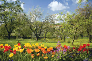 陽光明媚的天空下，色彩繽紛的鬱金香花園，樹木盛開。 — 樹 壁紙