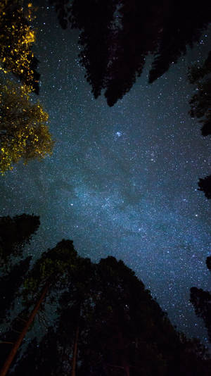 透過森林樹冠看到的星空，樹梢閃爍著光芒。