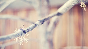 冬天裡，結霜的樹枝上掛著雪花，背景是木柵欄。