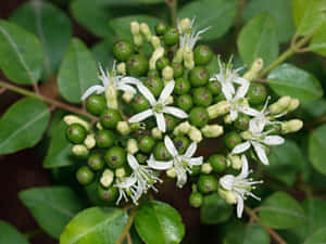 一簇白色花朵和綠色漿果長在枝葉茂盛的樹枝上。