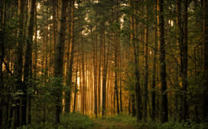 黃昏時分，陽光穿過寧靜森林中高大的松樹。