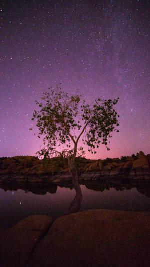 一棵孤樹倒映在靜止的水中，上方是星光燦爛的紫色夜空。