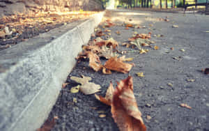 混凝土路緣旁公園小徑上的秋葉 — 日落大道 壁紙