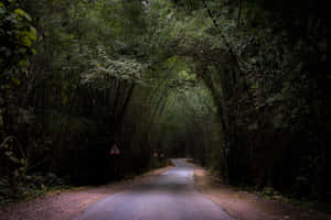 一條安靜的道路在黃昏時分消失在茂密的竹林裡。