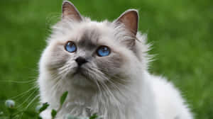 毛茸茸的白貓，藍色眼睛，坐在綠色草地上。