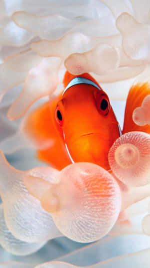 橙色小丑魚依偎在水下白色海葵觸手之間