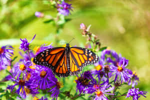 monarch 蝴蝶棲息在陽光花園中的紫色花朵上。