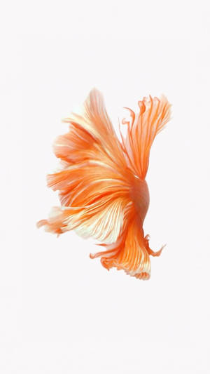 橙色鬥魚，魚鰭流暢，在清澈水中游動。