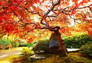 秋日花園中的紅楓樹，金色陽光透過樹葉灑落。