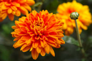 花園中帶有綠色花蕾的橙色菊花特寫