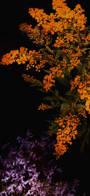 在黑暗的夜間背景下閃耀的橙色和紫色花朵。