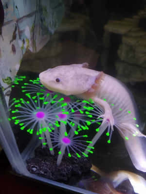 水族箱中發光海葵附近的蒼白蠑螈