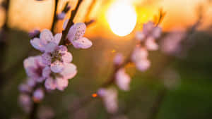 粉紅櫻花在金色夕陽天空下柔焦呈現。