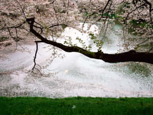 櫻花花瓣在深色樹枝下的河上漂浮。