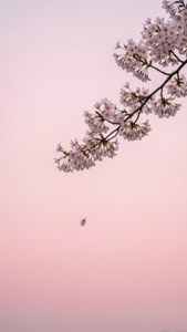 櫻花枝與飄落花瓣襯粉紅天空 — 日本 壁紙