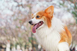 一隻快樂的哥基犬伸出舌頭站在春天的櫻花中。