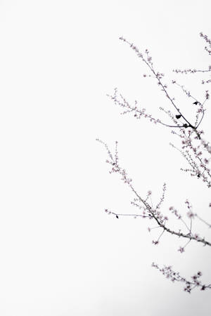 粉紅櫻花枝條映襯白色天空