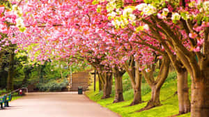 公園裡一條被盛開的櫻花樹遮蔽的小路。