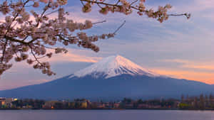 富士山、櫻花與湖泊的夕陽景色