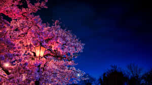 在深藍色夜空下，燈籠照亮櫻花。