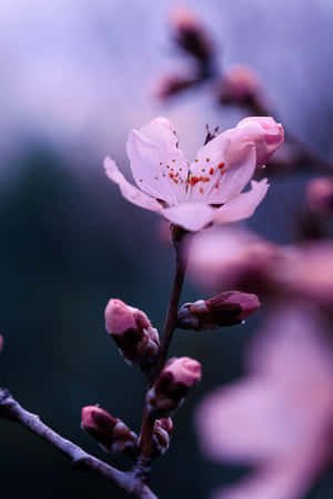 粉紅櫻花帶有雄蕊，在黃昏的樹枝上綻放。