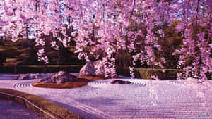 櫻花背景