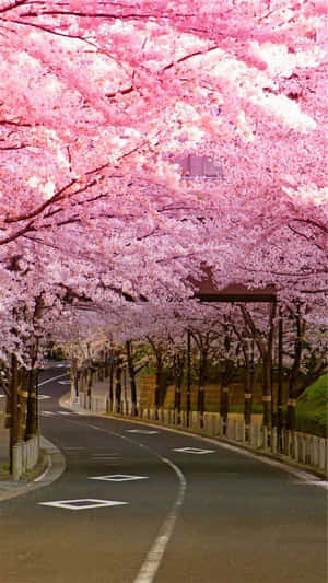 櫻花背景