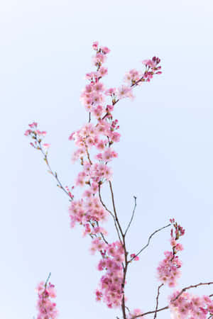 櫻花背景 — Honor Pad GT2 Pro 壁紙