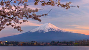 櫻花在平靜的湖面上環繞著日落時的富士山。