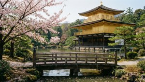 金色寺廟倒映在池塘中，伴隨著櫻花和木橋