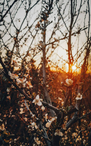 光禿禿的樹枝上，白花在金色夕陽光中閃耀。