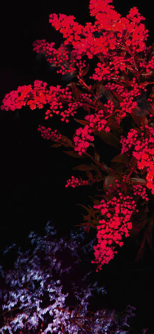 夜間照亮的紅色開花枝條，下方有紫色樹葉。 — ROG Phone 9 Pro 壁紙