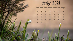 2021年5月的日曆，前景有雪花蓮和松枝。
