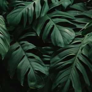 特寫茂盛的龜背竹葉，呈現深綠色調和天然裂縫。
