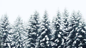 寂靜冬日森林中，白雪覆蓋的松樹在晴朗天空下。