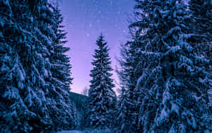 白雪覆蓋的松樹下，星光閃爍的紫色夜空。